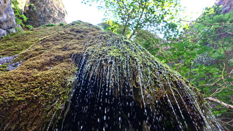 moss covered waterfall in lush forest
