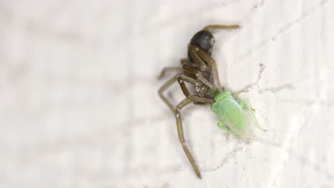 a leafhopper