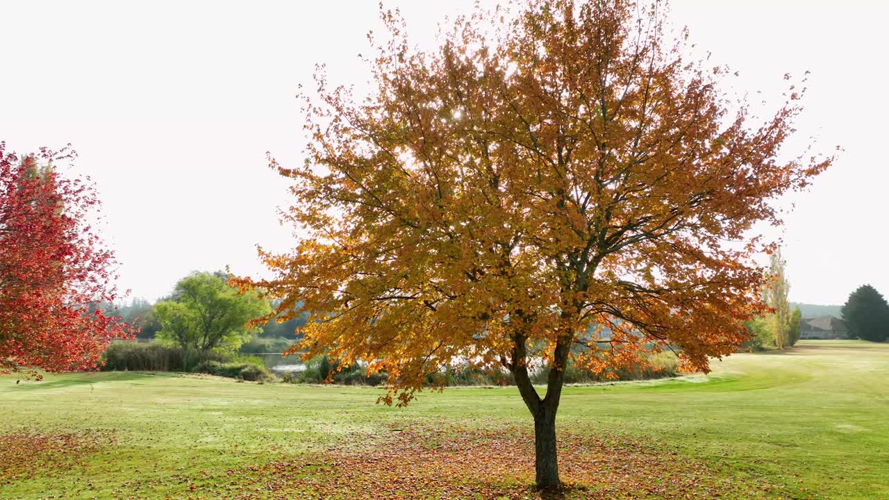 Orbiting aerial view of a tree with golden orange leaves and the sun peaking through