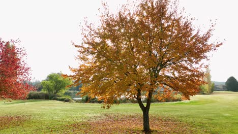 orbiting aerial view of a tree with golden orange leaves and the sun peaking through