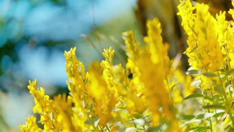 Leuchtend-Gelbe-Blüte-Aus-Nächster-Nähe-Aufgenommen