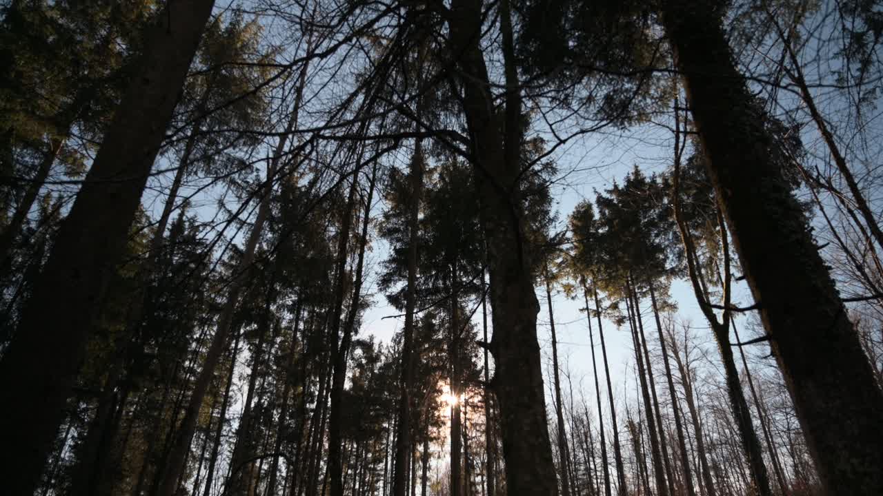 Ripresa in tilt dalle cime degli alberi al suolo