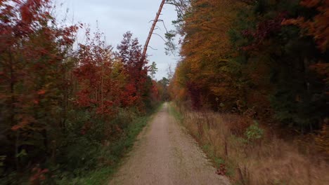 flying over a rural path in a autumn colored forest, autumnal moment in 4k