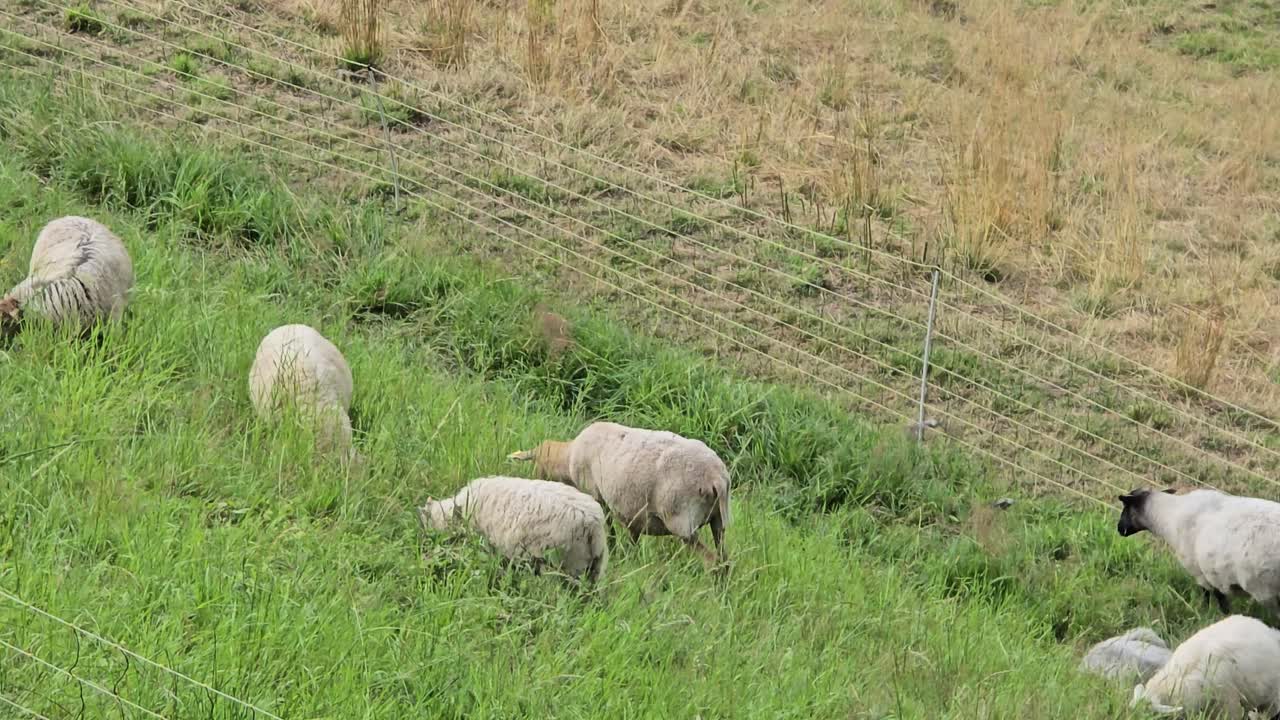 Sheep grazing on green grass field, idyllic countryside farming landscape