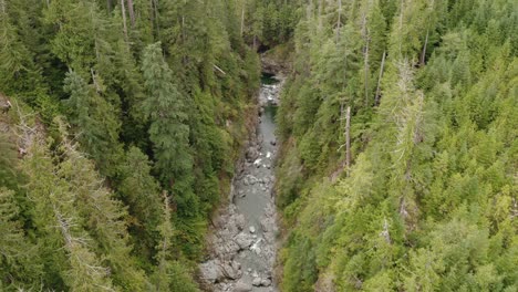 a river cuts through an old-growth forest