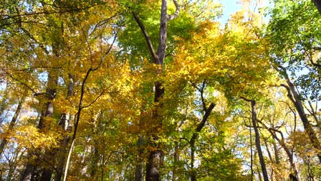 trees along the wissahickon creek in autumn