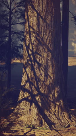 sunlight filters through trees in a serene forest landscape during daytime