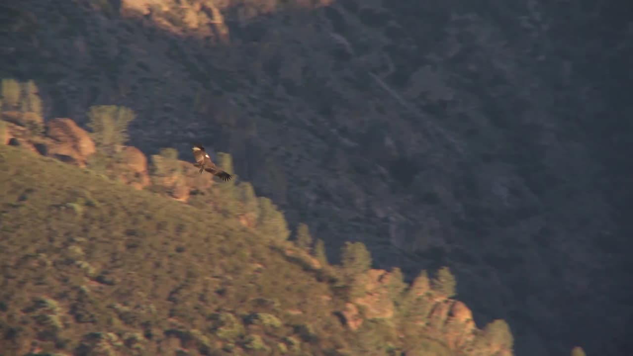 Condors Soar Over Pinnacles National Park In California