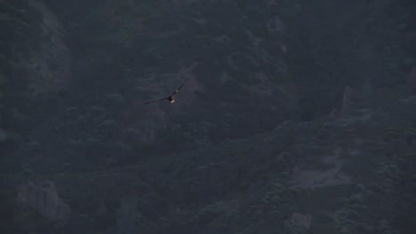 Condors-Soar-Over-Pinnacles-National-Park-In-California