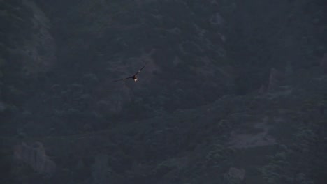 condors soar over pinnacles national park in california