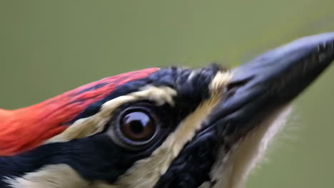 close-up portraits of a woodpecker