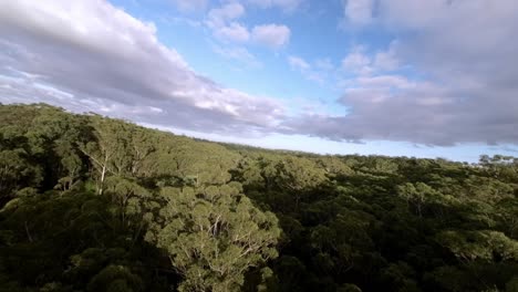 volando a través del hermoso bosque australiano por la mañana