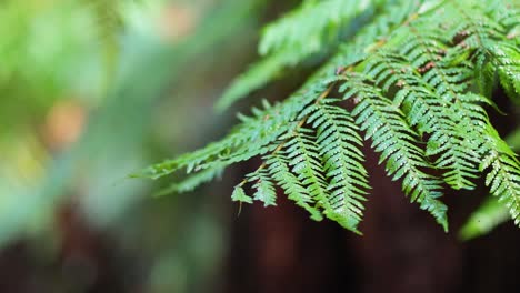 close-up of fern leaves in a rainforest