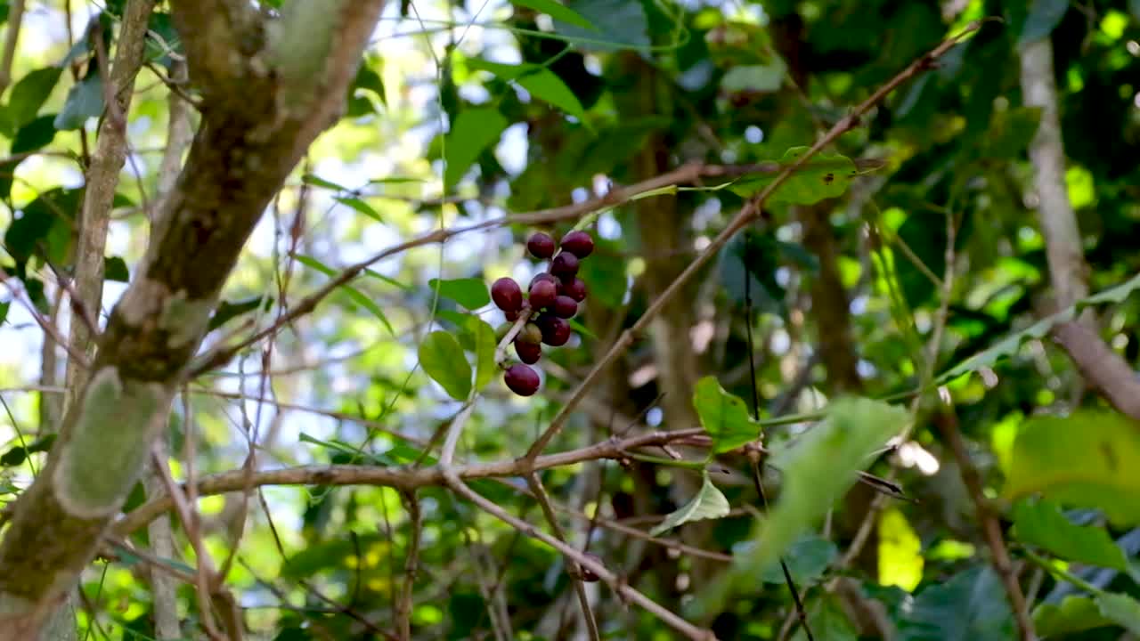 A bunch of deep red coffee cherries ripe for harvesting during coffee season in Ermera, Timor Leste, South East Asia