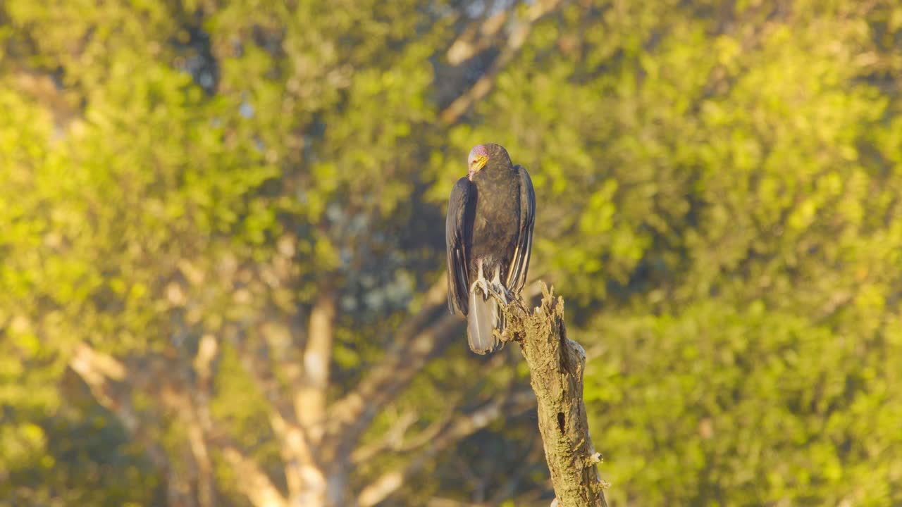 el buitre de pavo se sienta encima de un árbol tomando el sol y acicalándose a la luz de la mañana