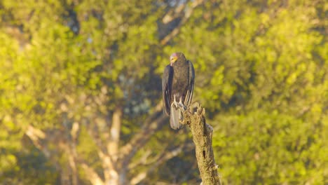 Truthahngeier-Sitzt-Oben-Auf-Einem-Baum-Und-Putzt-Sich-Im-Morgenlicht