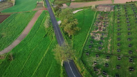 Observing-a-Tractor-in-Action-in-the-Agricultural-Landscape-of-Sao-Miguel-Island,-Portugal---Aerial-Pullback