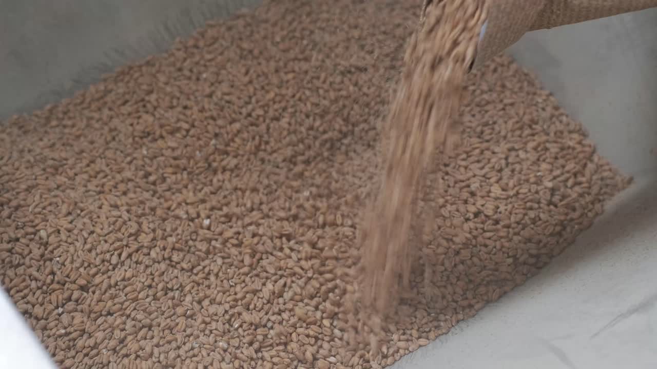 현대적 인 공예 맥주 양조장. 맥주 생산을 위한 몰트. 공예 맥주의 양조. 양조장에서의 현대적인 장비.