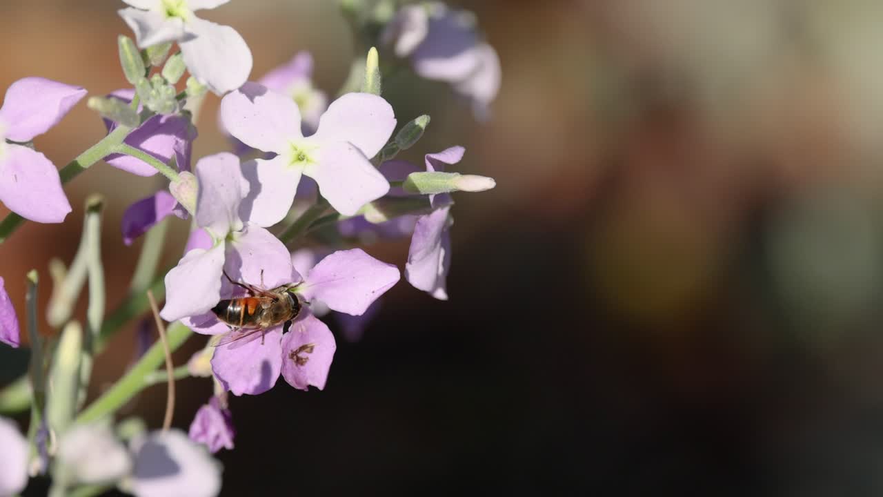정원에서 꽃을 먹이고 꽃가루를 뿌리는 벌