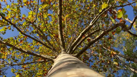 looking up at beech tree crown with green leaves and branches seen from trunk bark