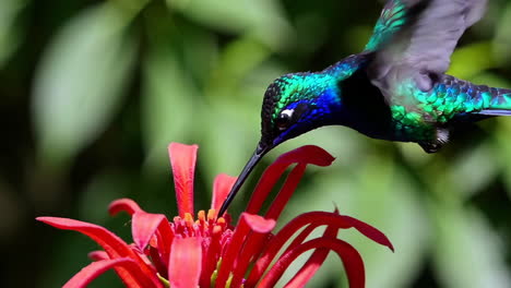 hummingbird feeding on a red flower