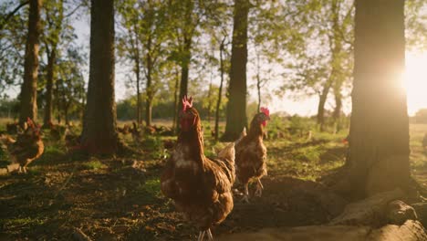 brown and white flock of large, plump, free range chickens, feeding in pasture with green trees at sunset golden hour in slow motion