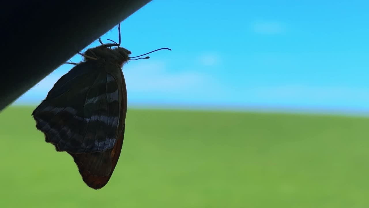 A Captivating Close-up of a Beautiful Butterfly Silhouetted against a Vibrant Blue Sky and Lush Green Landscape, Showcasing Nature's Stunning Details and Colors