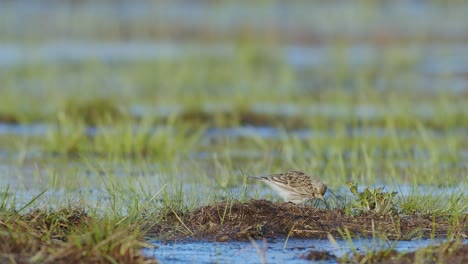 skylark resting and feeding on the ground in wetlands flooded meadows