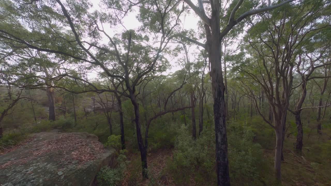 Misty Forest - Early Morning Fly Through