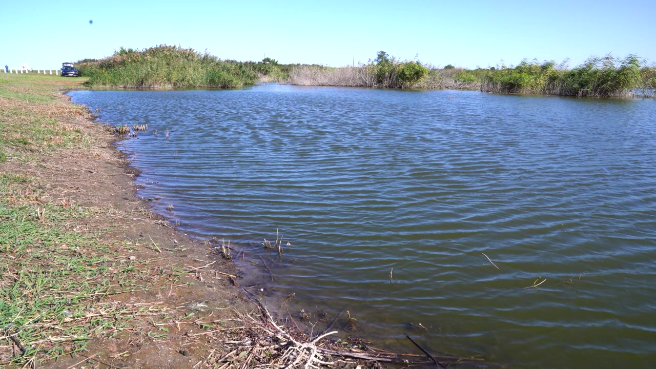 Hungary wetland ecosystem featuring wind ripples on water with surrounding reeds