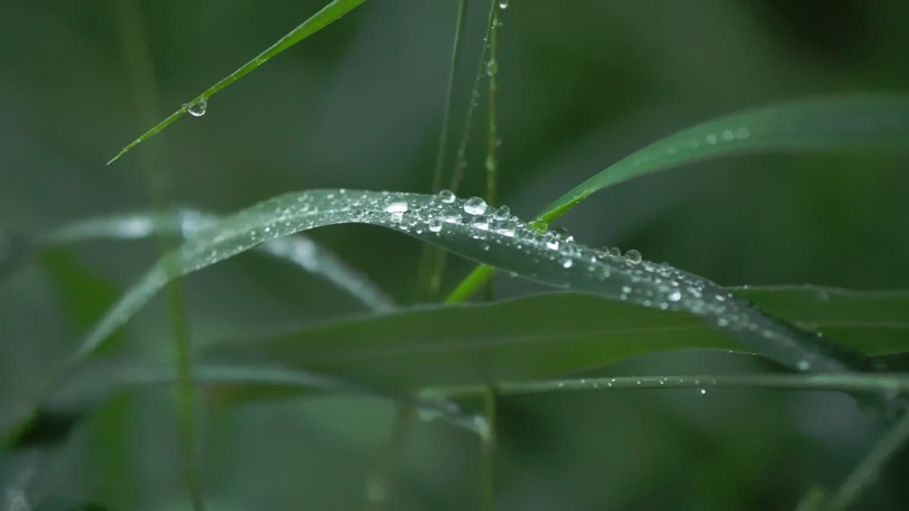 Close up of fresh green grass blades with water droplets clinging to their surfaces in dim soft light. Pan left shot