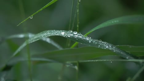 close up of fresh green grass blades with water droplets clinging to their surfaces in dim soft light. pan left shot