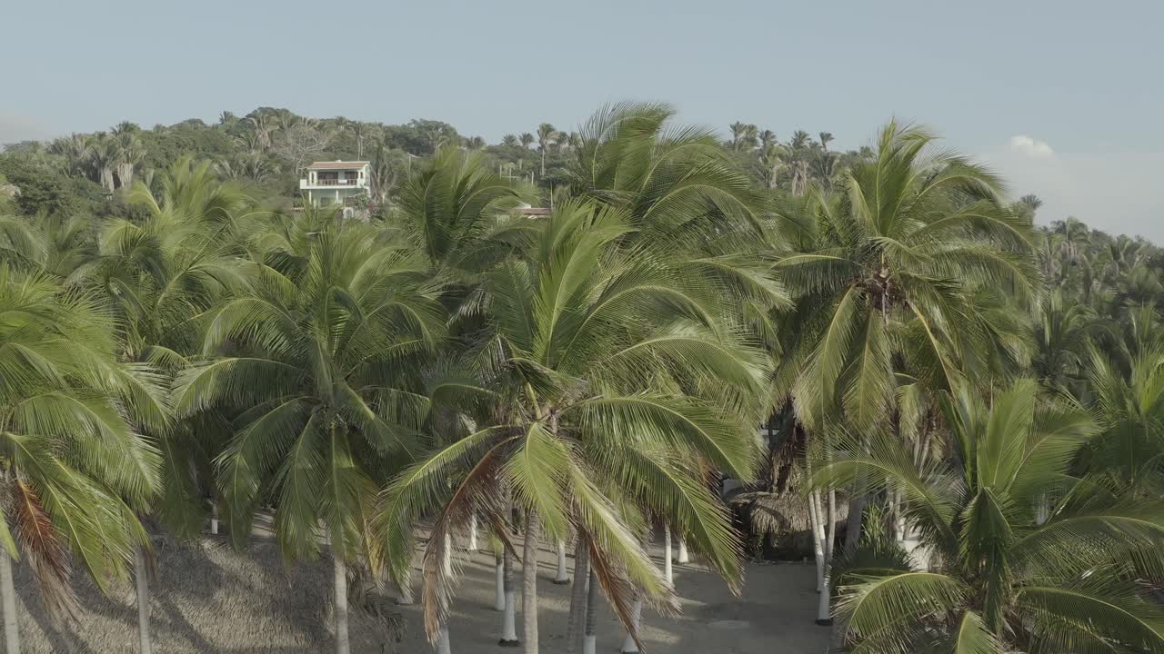 Aerial View Ascending Above Palm Trees on a Sunny Day