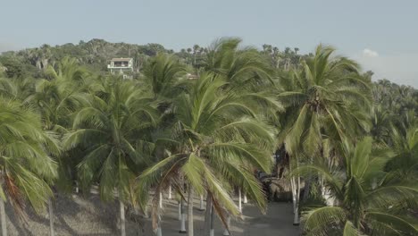 aerial view ascending above palm trees on a sunny day