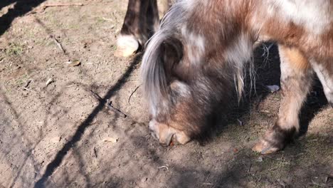 clip of adorable shetland pony eating hay-straw and carrots that were given to him-her by the person in the shadow on other side of the fence