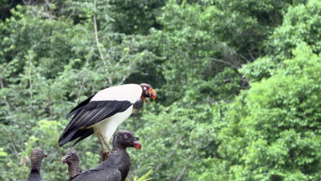 king vulture perched on a stump and flying off, with some black vultures on the ground