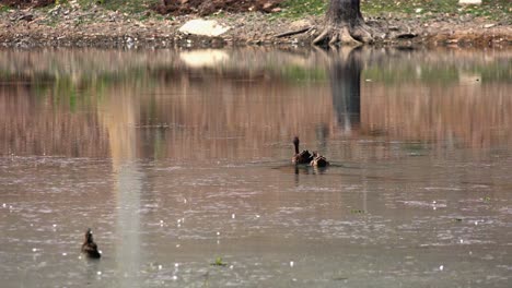 Mittlere-Außenaufnahme-Von-Zwei-Enten,-Die-An-Einem-Heißen-Tag-Im-See-Schwimmen