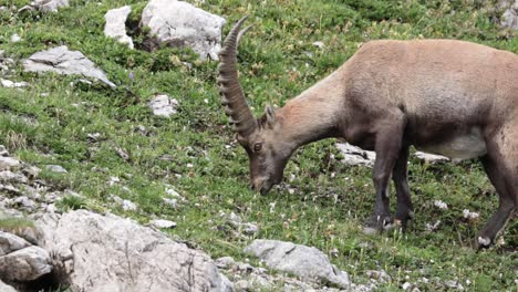 capricornio comiendo hierba y caminando
