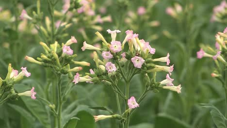 Close-up-of-tabacco-field-in-Germany-prior-to-harvest