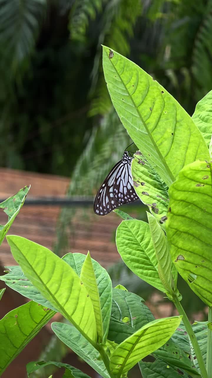 La splendida farfalla tigre di vetro grigia, o ninfa dei boschi, riposa serenamente appollaiata su una rigogliosa foglia verde di una pianta di crotalaria appariscente in un giardino tropicale: primo piano verticale
