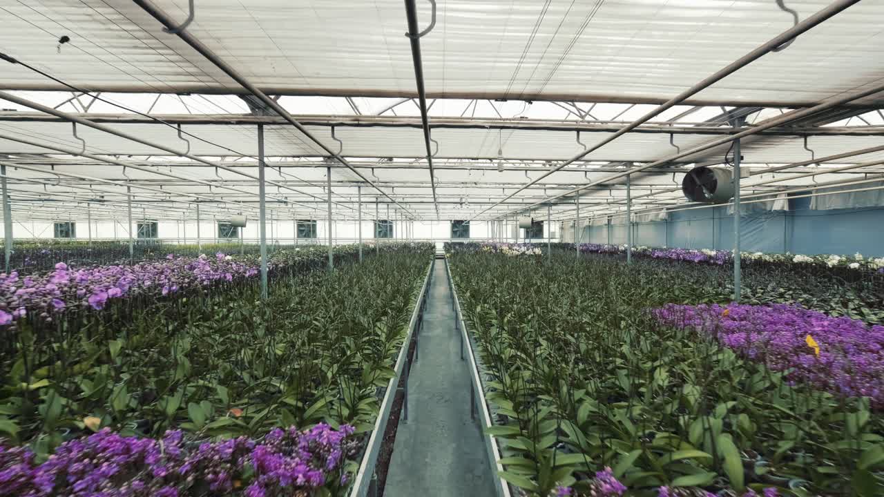 Molti fiori crescono in una grande serra-1.