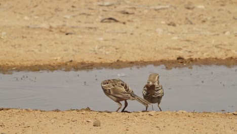 flock of house sparrows (passer domesticus) drinking water from a spring in the desert