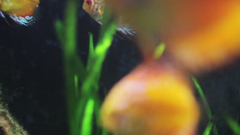 acuario 34