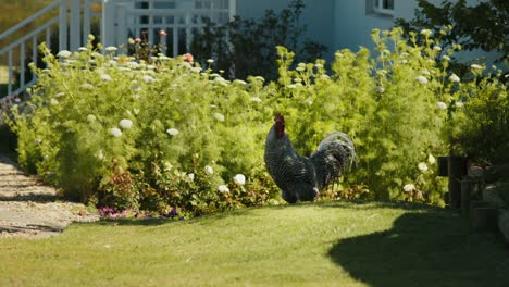 rooster crowing in the early morning in a green garden