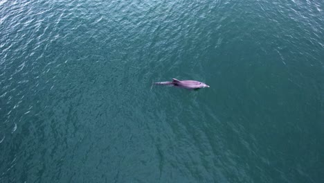 aerial view following a bottlenose dolphin breathing in sea water - tracking, drone shot