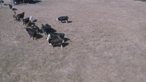 dairy cows maintain lactaion by breeding calves