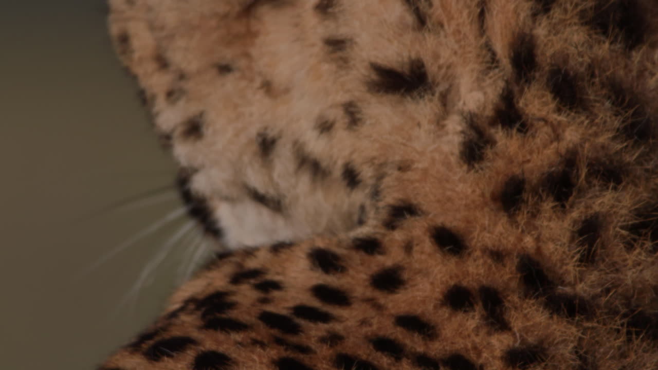 Close-up of a Cheetah's Face Blinking and Licking Tongue