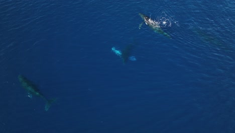 Newborn-Whale-Calf-Takes-its-First-Breaths-Out-Of-The-Water-While-Dad-Does-A-Victory-Dance-Around-Them