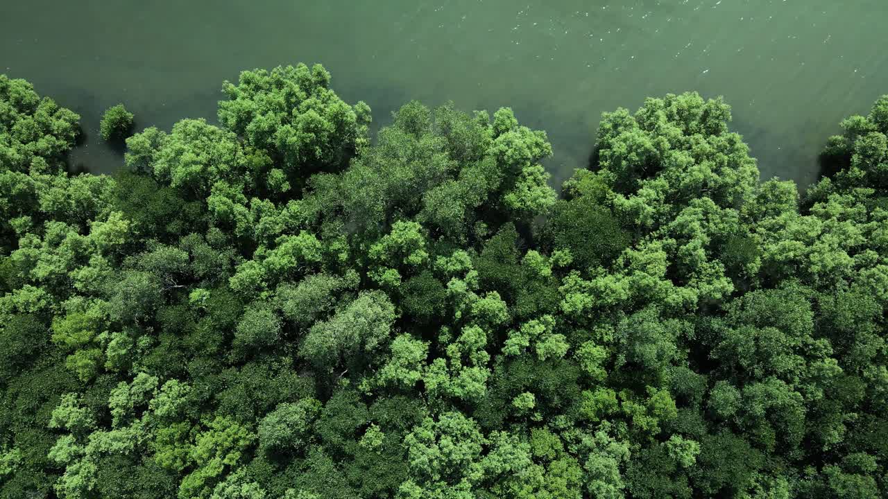 Mangrove Forest along the emerald green sea