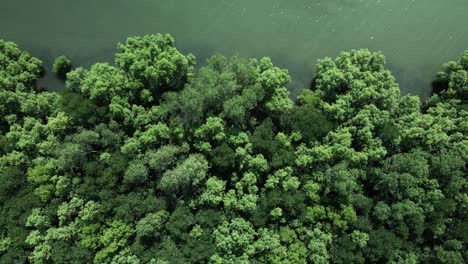 bosque de manglares a lo largo del mar verde esmeralda